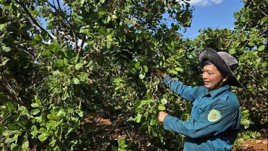 Viet Nam’s cashew exports to face multiple risks in 2026