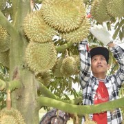 Organised raw material zones - pathway forward for Viet Nam’s agricultural products