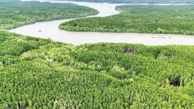 Mobilising resources to participate in carbon credit market