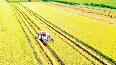 Fuel prices test resilience of agricultural sector