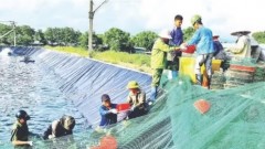 Restructuring agricultural sector, improving product quality and value