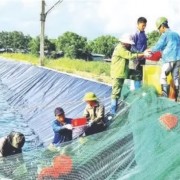 Restructuring agricultural sector, improving product quality and value