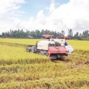 Curbing decline in export prices of agricultural products