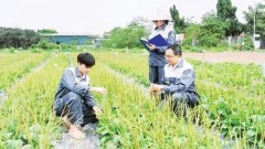 Harnessing strengths of medicinal materials in people’s healthcare