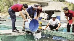 Capital leverage helps restore production