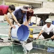 Capital leverage helps restore production