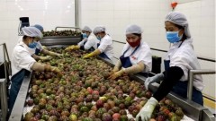 Vietnamese passion fruit set to enter the US market, unlocking economic gains and opportunities
