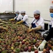 Vietnamese passion fruit set to enter the US market, unlocking economic gains and opportunities