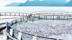 New export pathways for tilapia