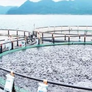 New export pathways for tilapia