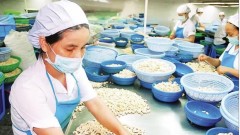 Meeting green packaging requirements can boost Viet Nam’s export edge