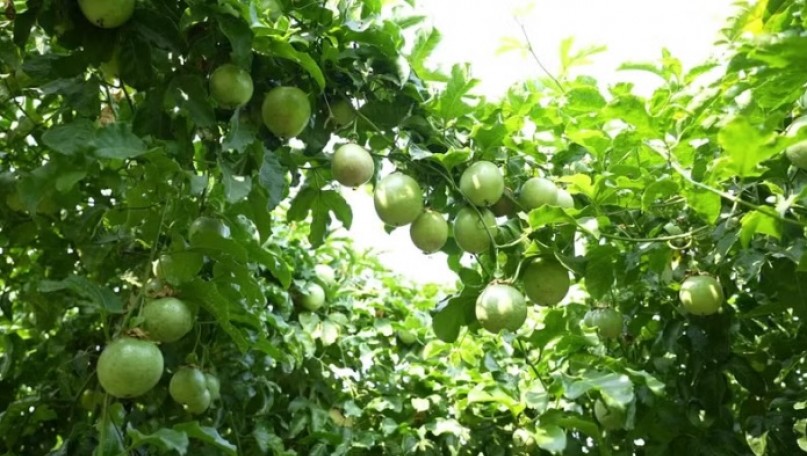 Greening agriculture together: biotechnology brings a dream to life