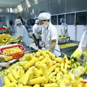 Vietnamese businesses race to comply with China’s new regulations