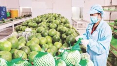 New momentum for fruit and vegetable industry