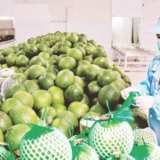New momentum for fruit and vegetable industry