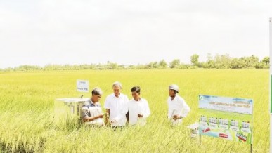 Revaluing Vietnamese rice: steady steps forward