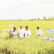 Revaluing Vietnamese rice: steady steps forward