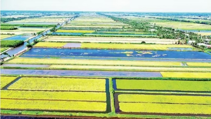 Golden harvest on the saline land