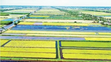 Golden harvest on the saline land