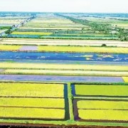 Golden harvest on the saline land