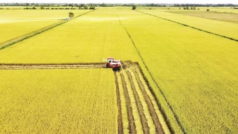 Low-emission rice farming: benefits and barriers
