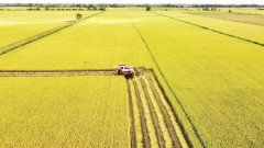 Low-emission rice farming: benefits and barriers