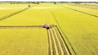 Low-emission rice farming: benefits and barriers