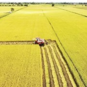 Low-emission rice farming: benefits and barriers