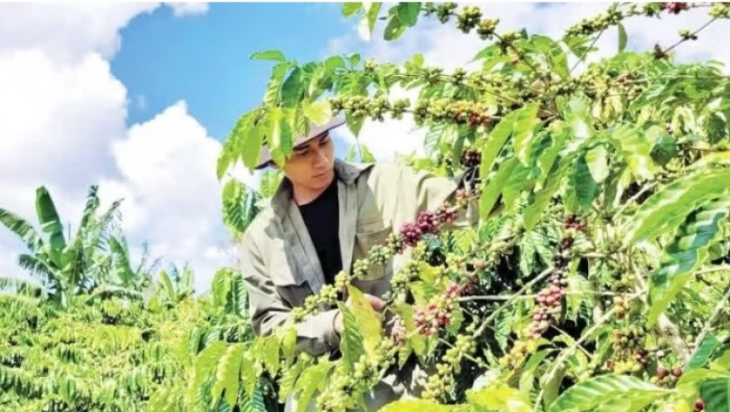 Cooperatives in agricultural export chains