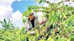 Cooperatives in agricultural export chains