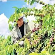 Cooperatives in agricultural export chains