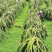 A solid foundation for Viet Nam Farmers’ Union to make breakthroughs and advance