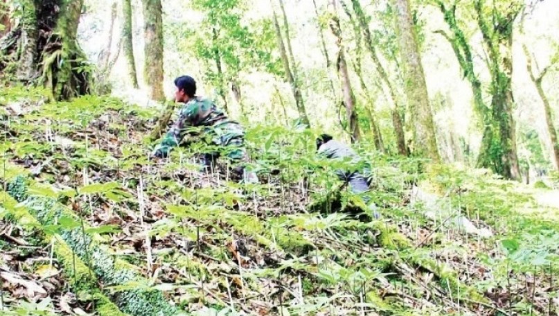 Economic potential of Ngoc Linh Ginseng