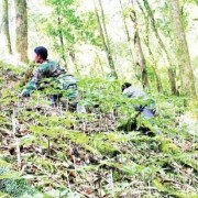 Economic potential of Ngoc Linh Ginseng