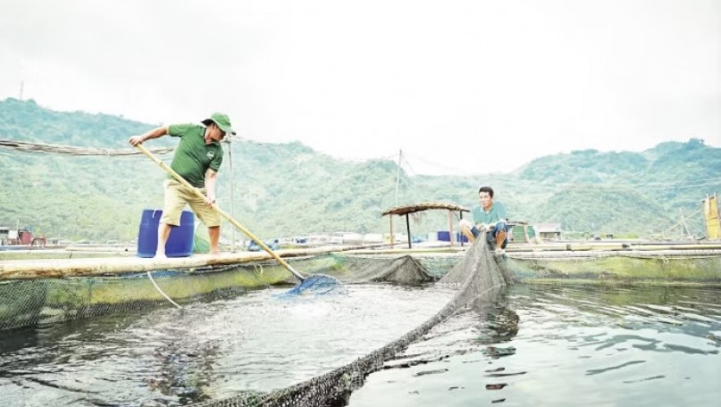 Reservoir aquaculture set to drive sustainable growth in Viet Nam’s fisheries sector