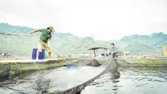 Reservoir aquaculture set to drive sustainable growth in Viet Nam’s fisheries sector