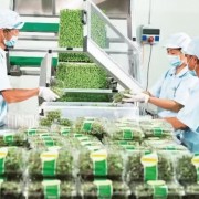 Implementing traceability codes enhances market transparency