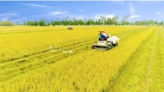 In the Mekong Delta, agriculture stands at a turning point in its transformation