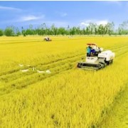 In the Mekong Delta, agriculture stands at a turning point in its transformation