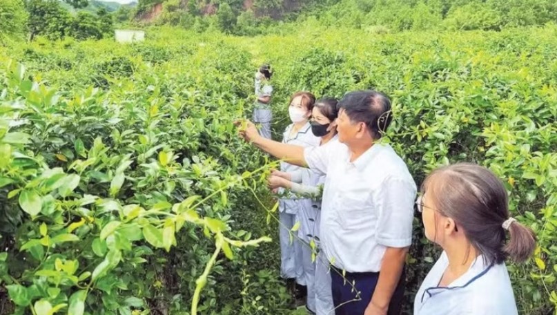 Spreading value of traditional medicine
