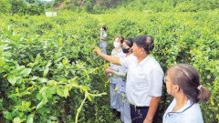 Spreading value of traditional medicine