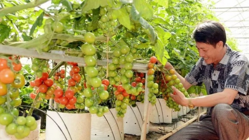 Branding: the key to raising the value of Vietnamese farm produce