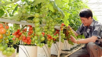 Branding: the key to raising the value of Vietnamese farm produce