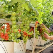 Branding: the key to raising the value of Vietnamese farm produce