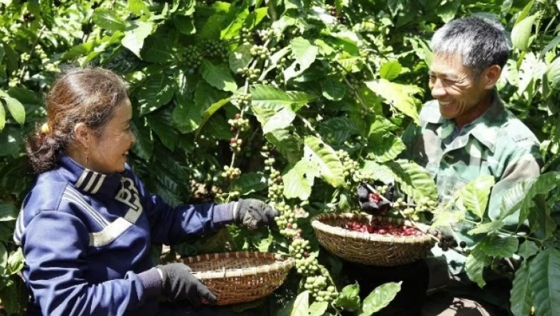 Regenerative agriculture drives sustainable development of Viet Nam's coffee industry