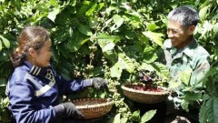 Regenerative agriculture drives sustainable development of Viet Nam's coffee industry