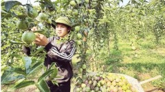 “Green lane” opened for fruit and vegetable exports to China