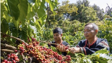 Boosting agricultural exports to the U.S.: Supply chains hold the key