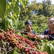 Boosting agricultural exports to the U.S.: Supply chains hold the key