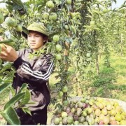 “Green lane” opened for fruit and vegetable exports to China